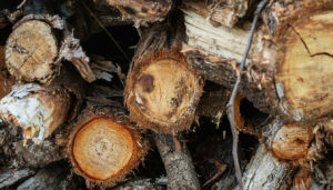 découvrez les risques réels liés à la mérule sur bois de chauffage et les précautions essentielles pour protéger votre maison et votre santé.